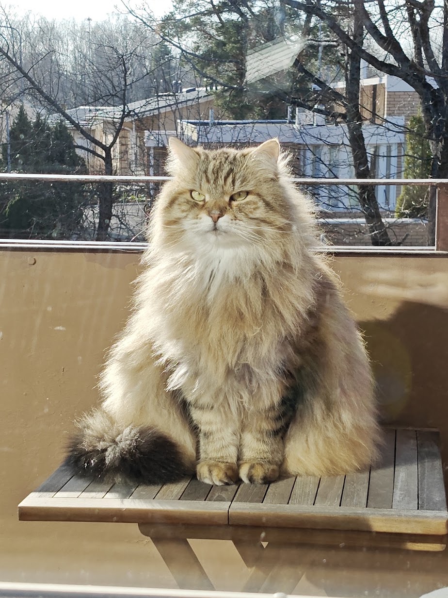 Muhku, an enormously fluffy tabby cat, sitting on a balcony table and looking unimpressed