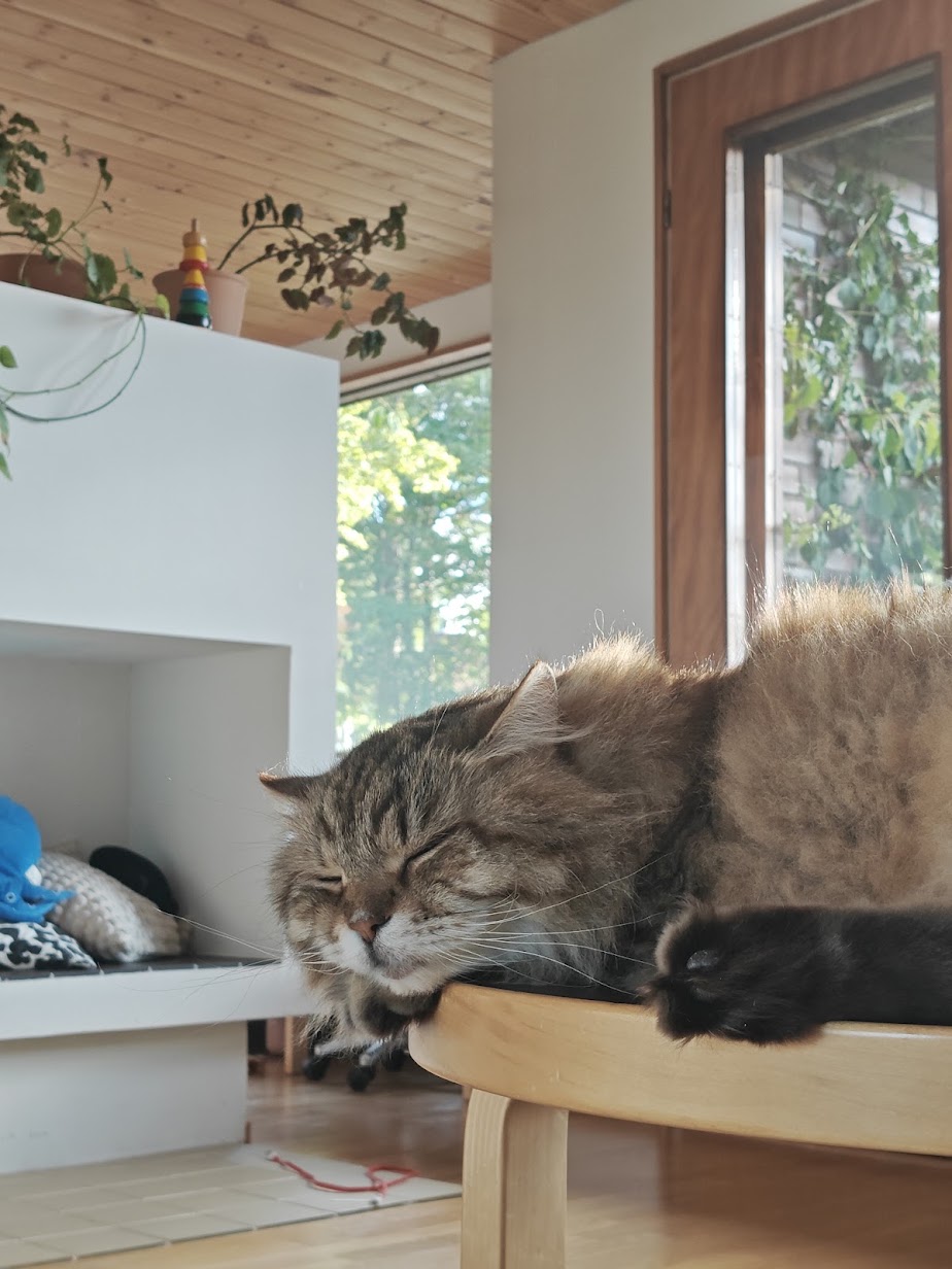 Muhku asleep with chin resting on the edge of a wooden stool