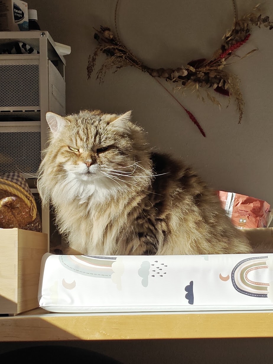 Muhku squinting in a sunbeam on a shelf