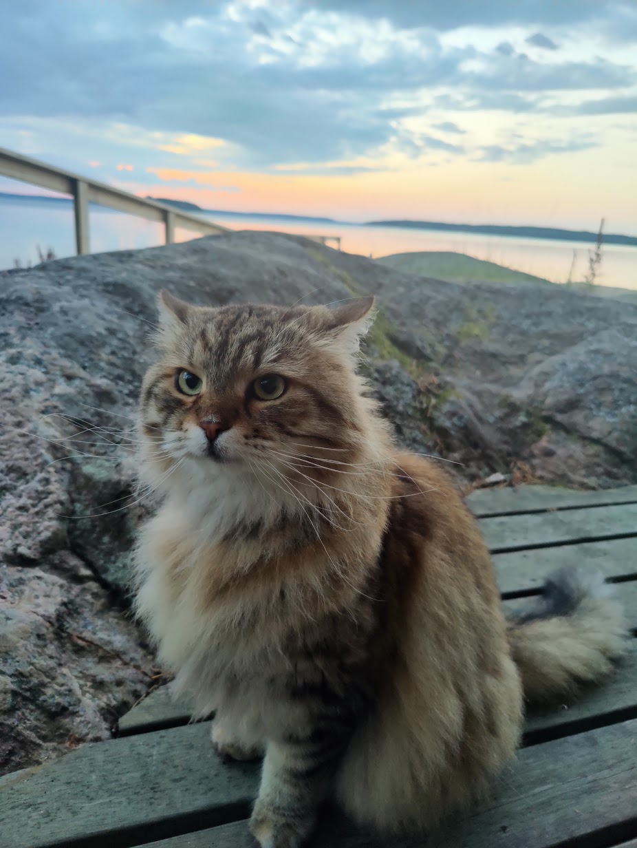 Muhku sitting on a wooden deck by a lake at sunset
